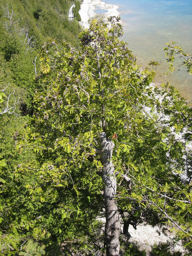 Mackinaw Island Area May 2008 0379.jpg - May 24 2008 a trip to Mackinac City for a 5 M race and a visit to Mackinac Island. A day to the UP, Paradise, Whitefish Point and Tahquamen Falls. This was followed by trips to Petoskey and Charlevoix.
